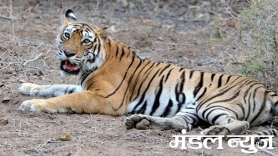 Tigress-Amravati-Mandal