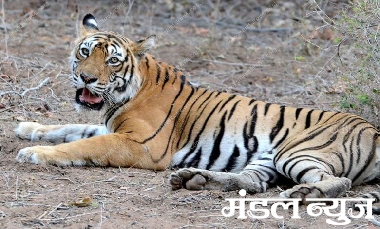 Tigress-Amravati-Mandal