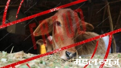 cow-fraud-amravati-mandal