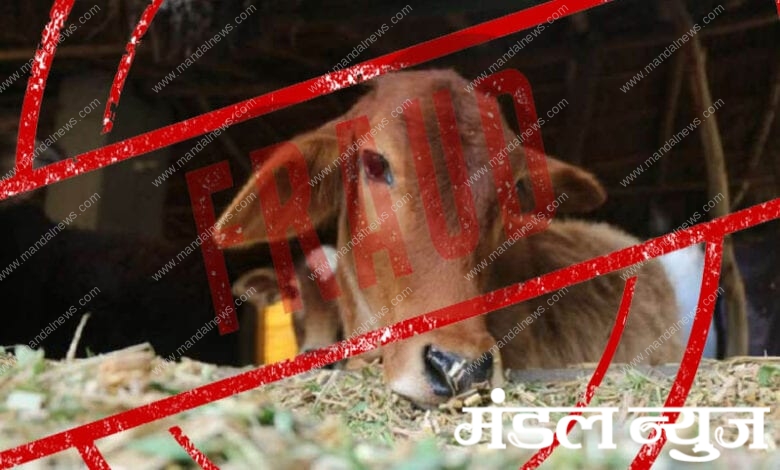 cow-fraud-amravati-mandal