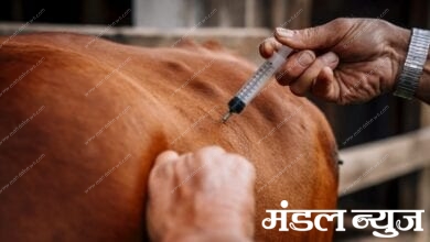 Vaccine-Amravati-Mandal