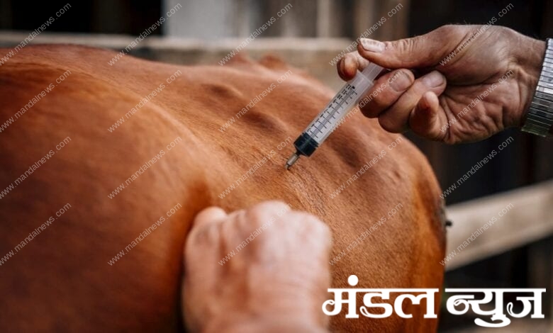 Vaccine-Amravati-Mandal