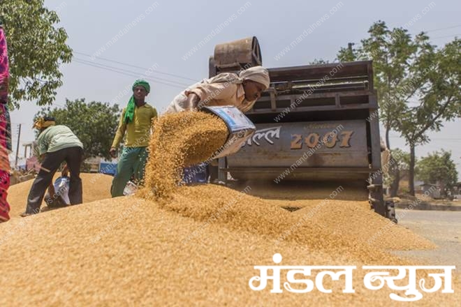 Wheat-Grain-market-Amravati-Mandal
