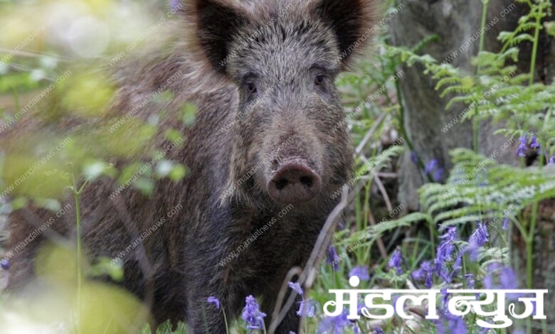 Wild-Boar-Amravati-Mandal