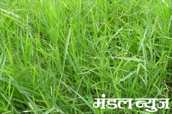 chara-amravati-mandal