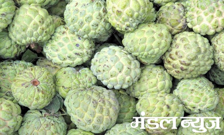 custard-apples-amravati-mandal