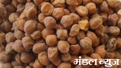 Chana-Seed-amravati-mandal