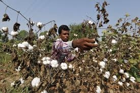 Cotton-amravati-mandal