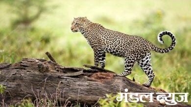 leopard-Amravati-Mandal