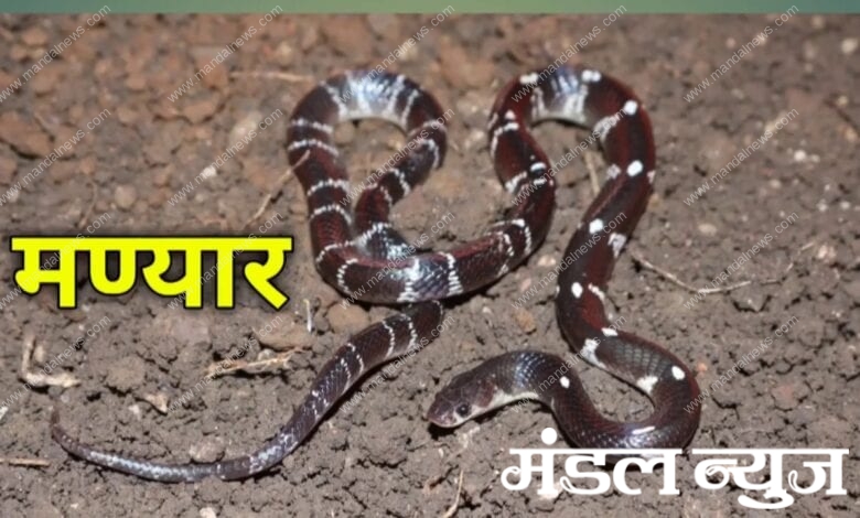 Manyar-snake-amravati-mandal