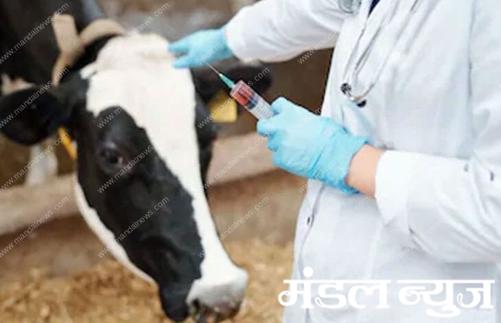 Vaccination-of-animals-amravati-mandal