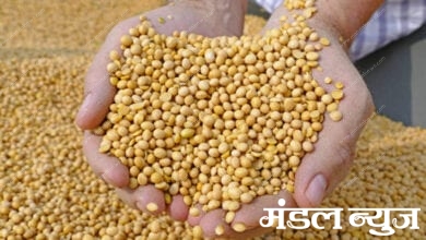 soyabean-Amravati-Mamdal