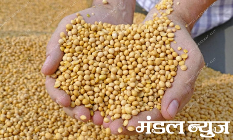 soyabean-Amravati-Mamdal