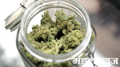 Cannabis-amravati-mandal