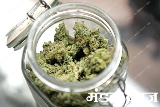 Cannabis-amravati-mandal