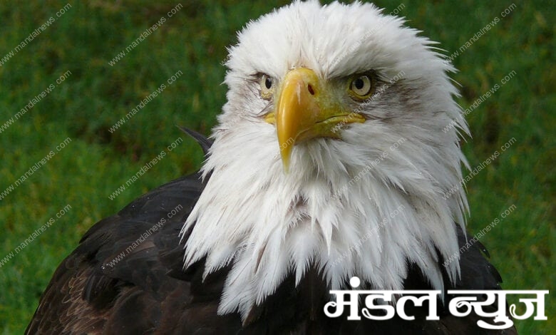 Baaj-Bird-Amravati-Mandal