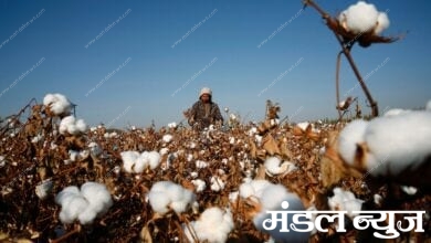 Cotton-Amravati-Mandal