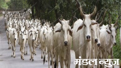 Cow-Amravati-Mandal