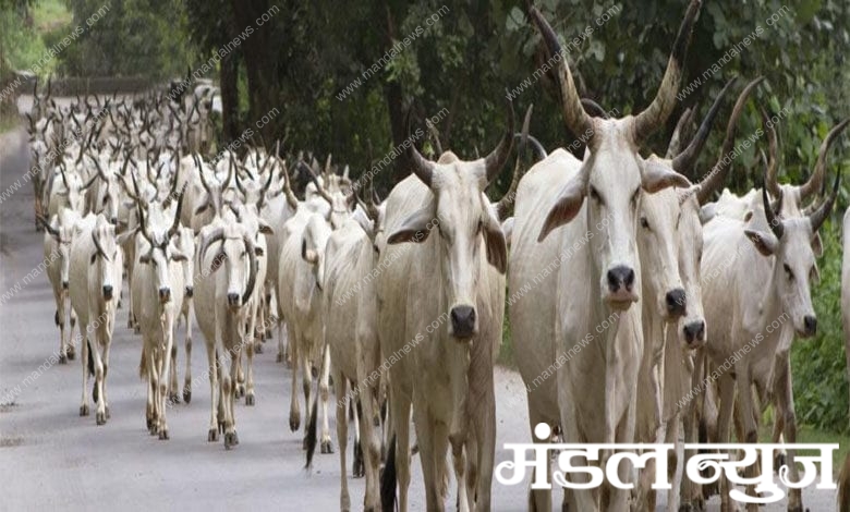 Cow-Amravati-Mandal