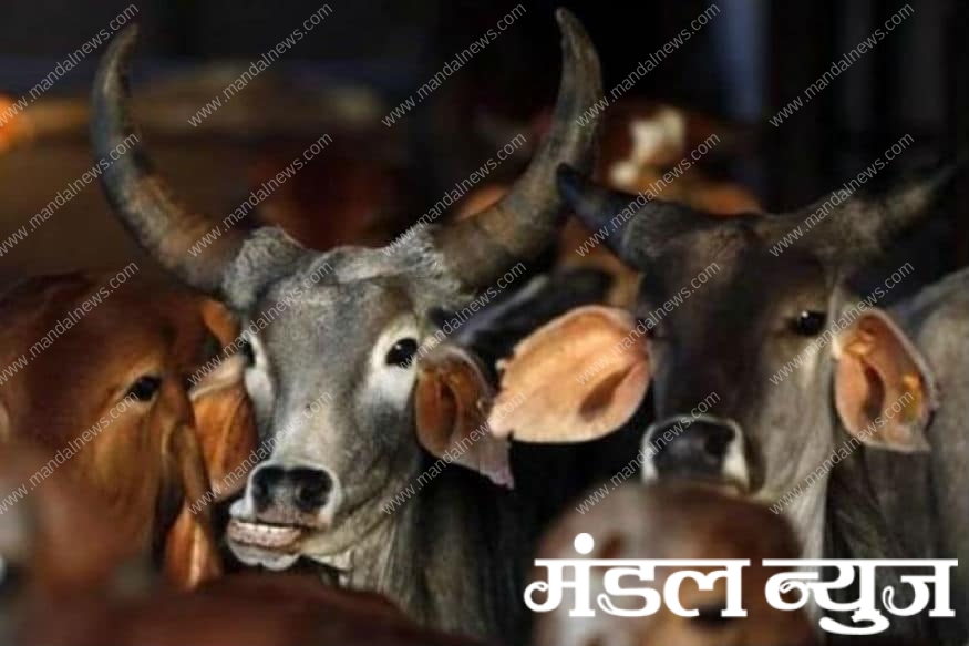 Cow-Amravati-Mandal