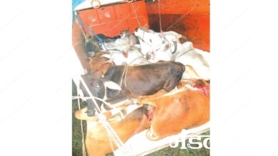 Cow-Smuggling-Amravati-Mandal