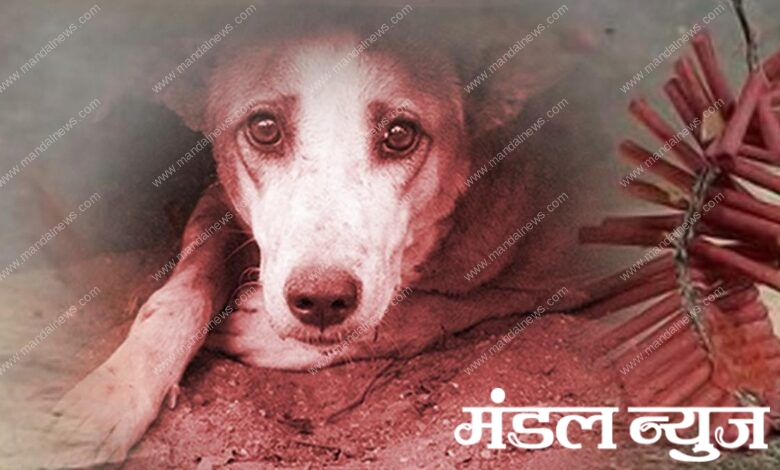 Dog-Amravati-Mandal