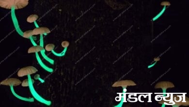 Glowing-Mushroom-Amravati-Mandal