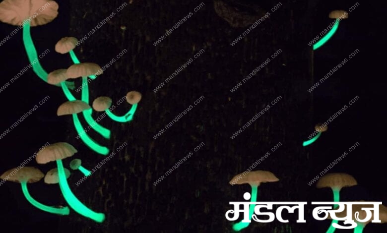 Glowing-Mushroom-Amravati-Mandal