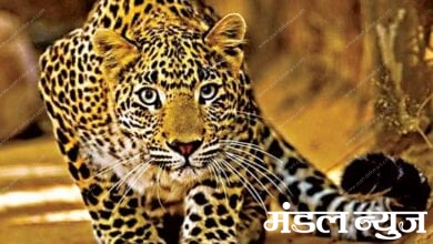 Leopard-Amravati-Mandal