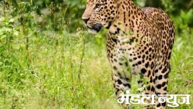 Leopard-Amravati-Mandal