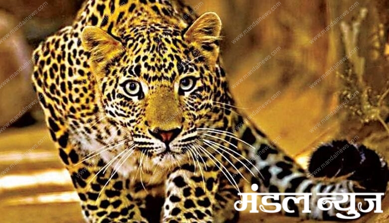 Leopard-Amravati-Mandal