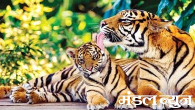 Melghat-Tiger-Amravati-Mandal