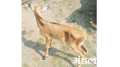 Nilgai-Amravati-Mandal