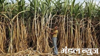 Sugar-Cane-Amravati-Mandal