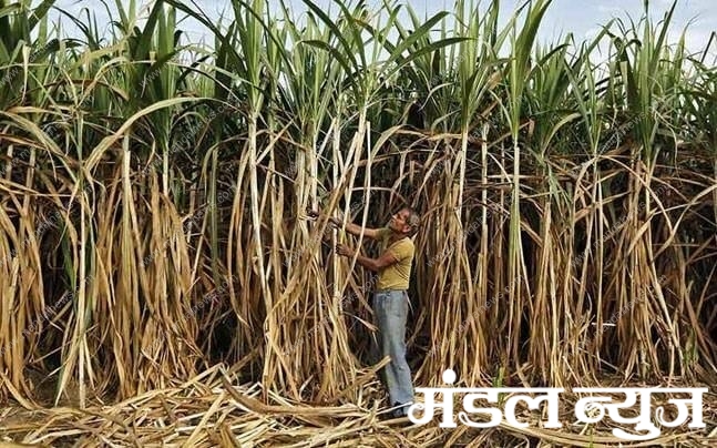 Sugar-Cane-Amravati-Mandal