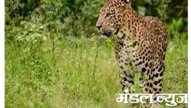 Wild-Animal-Amravati-Mandal