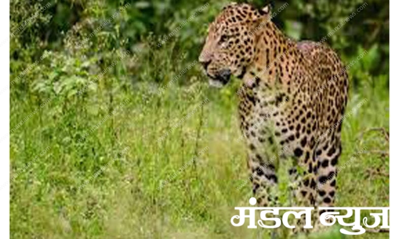 Wild-Animal-Amravati-Mandal