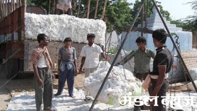 cotton-purchase-amravati-mandal