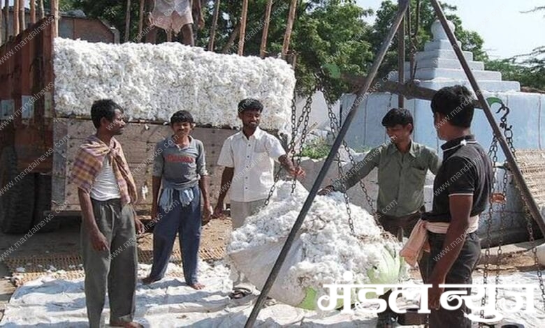 cotton-purchase-amravati-mandal