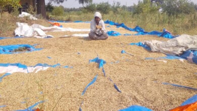 farmer-amravati-mandal