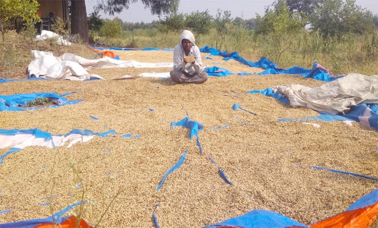 farmer-amravati-mandal