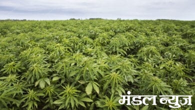 hemp-plantation-amravati-mandal