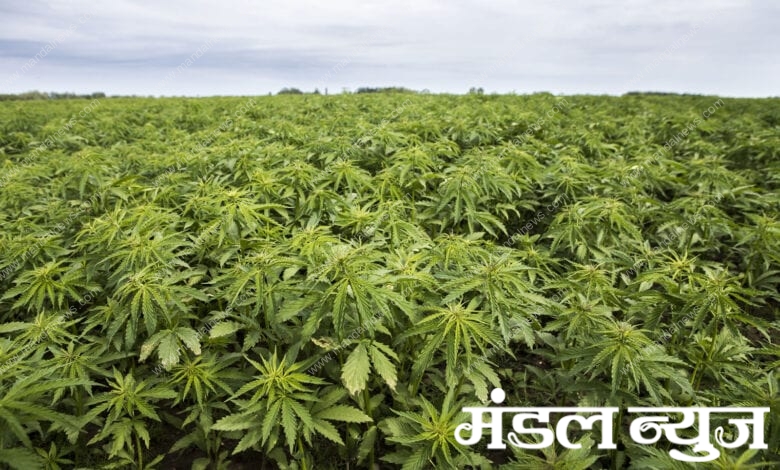 hemp-plantation-amravati-mandal