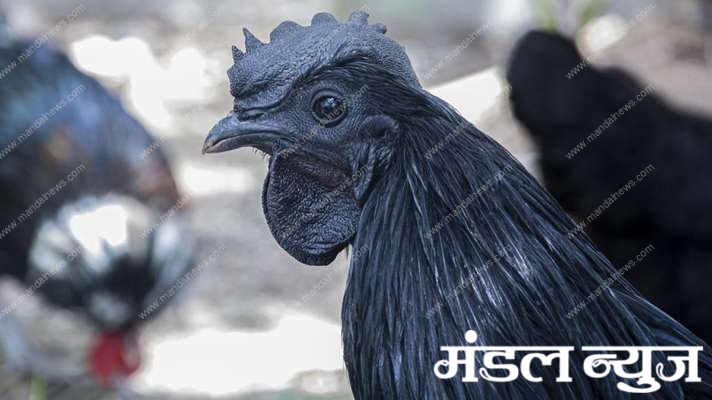 kadaknath-amravati-mandal