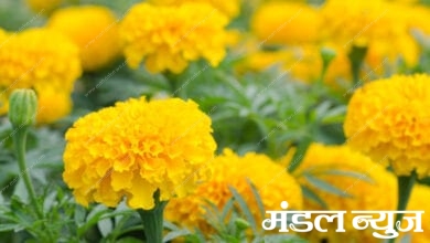 Marigold-Flower-amravati-mandal