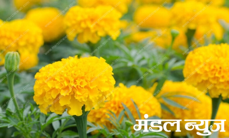 Marigold-Flower-amravati-mandal