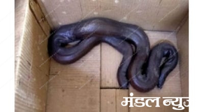 snake-amravati-mandal