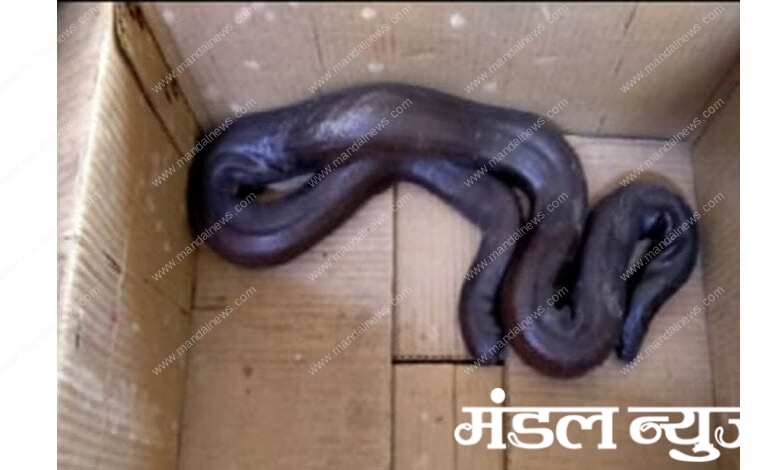 snake-amravati-mandal