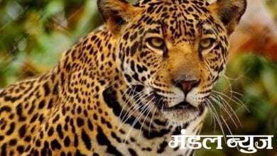 Leopard-amravati-mandal
