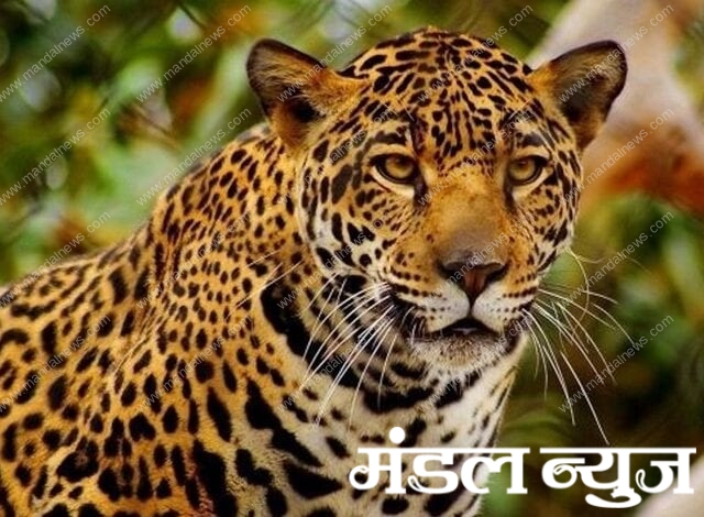 Leopard-amravati-mandal